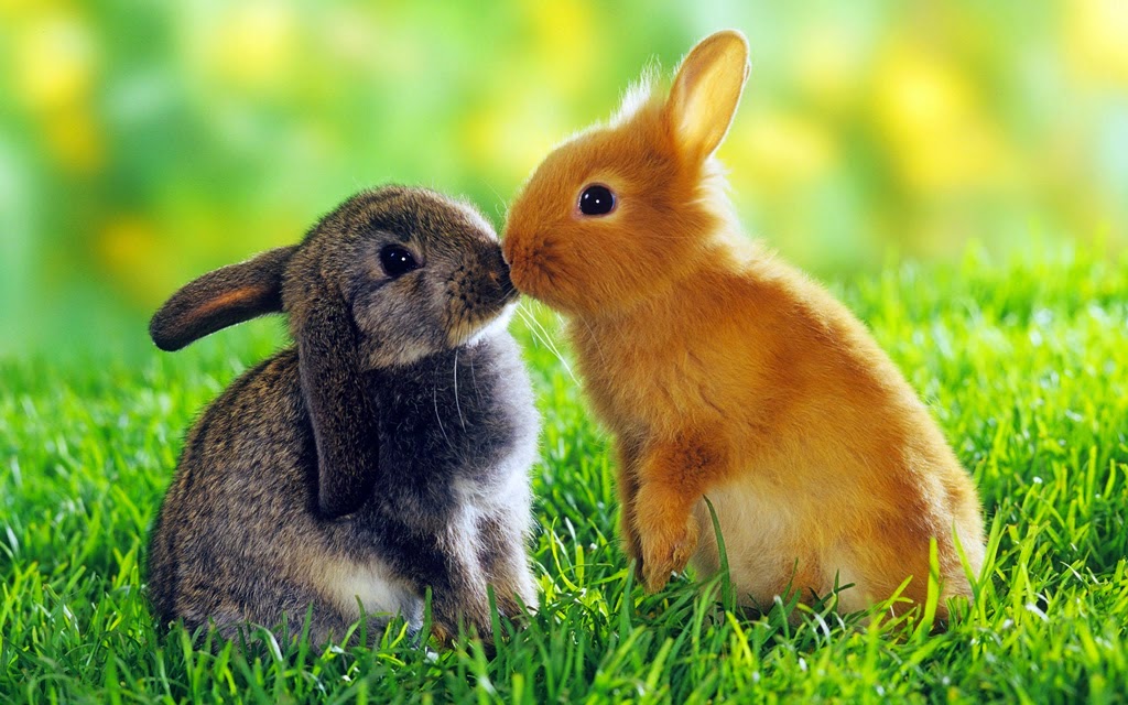 Bunny Love
